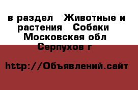  в раздел : Животные и растения » Собаки . Московская обл.,Серпухов г.